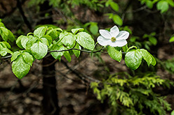 Dogwood  blossom
