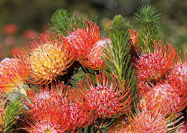 Bouquet of Pincushions
