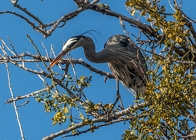 Nest Building Begins